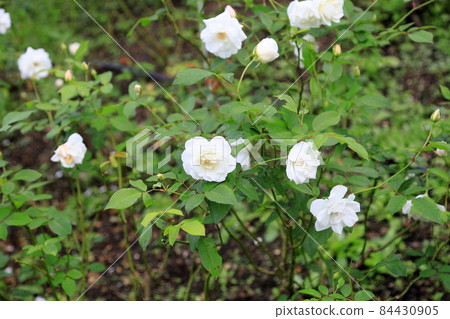 Rose flowers Schneebitten 84430905