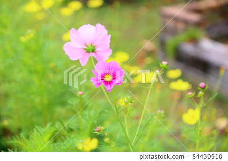 波斯菊花 波斯菊花 84430910