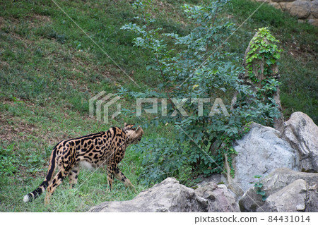 King cheetah 84431014