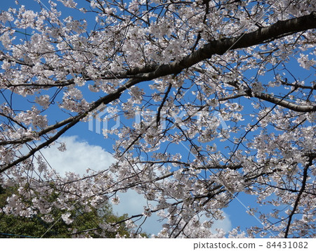 Cherry blossoms in blue sky 84431082