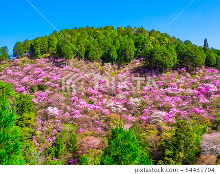 京都高雄杜鵑花和山櫻花 84431704
