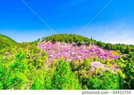 Kyoto Kaohsiung azaleas and mountain cherry blossoms 84431734