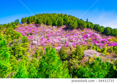 Kyoto Kaohsiung azaleas and mountain cherry blossoms 84431735