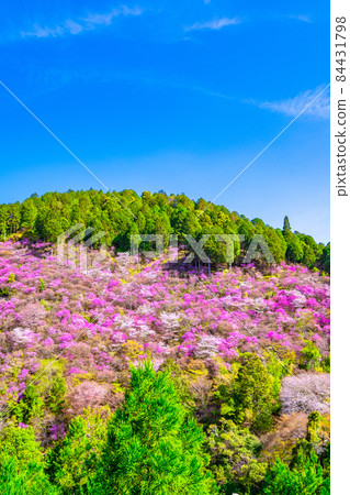 Kyoto Kaohsiung azaleas and mountain cherry blossoms 84431798