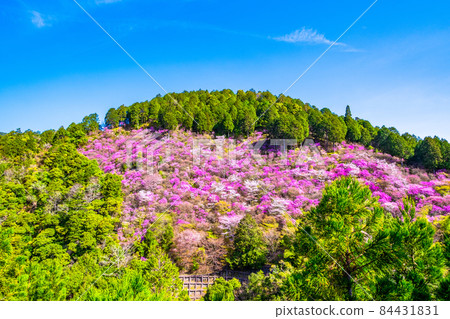 Kyoto Kaohsiung azaleas and mountain cherry blossoms 84431831