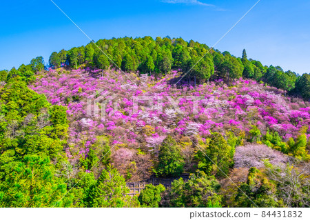 Kyoto Kaohsiung azaleas and mountain cherry blossoms 84431832