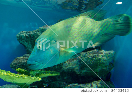拿破崙魚 拿破崙魚 84433413