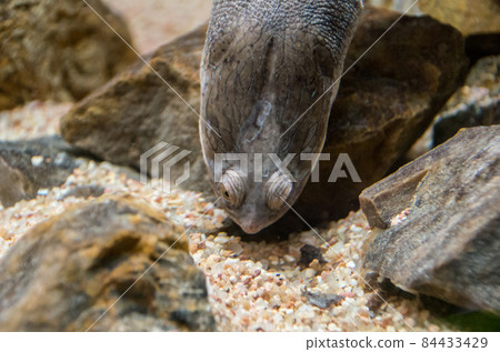 Nagakubi turtle 84433429