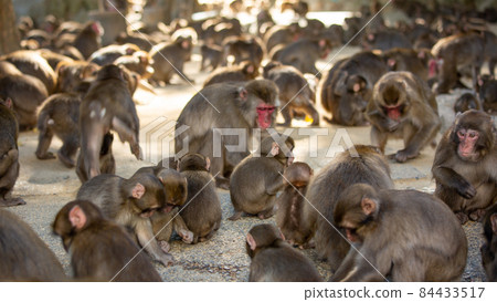 Takasakiyama monkey 84433517