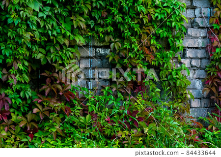 Parthenocissus quinquefolia, known as Virginia creeper, Victoria creeper, five-leaved ivy. Green foliage on white brick wall. Natural background. 84433644