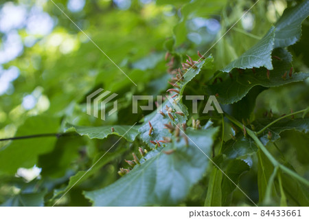 Lime leaves affected Linden gall mite Eriophyes tiliae 84433661