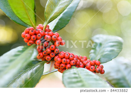 Ilex latifolia fruit Tara leaf Ilex latifolia fruit Tara leaf 84433882