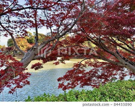 水邊的紅葉【東公園蘆邊池/愛知縣岡崎市】 水邊的紅葉【東公園蘆邊池/愛知縣岡崎市】 84433890