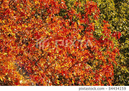 Autumn leaves of Platanus 84434159