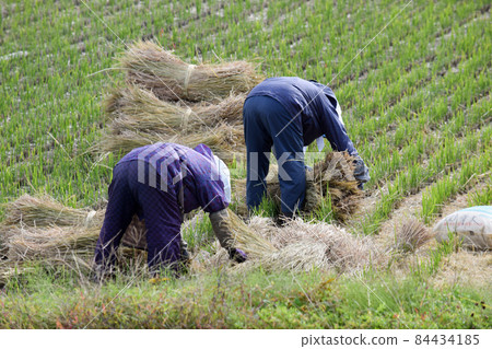 Harvest 84434185