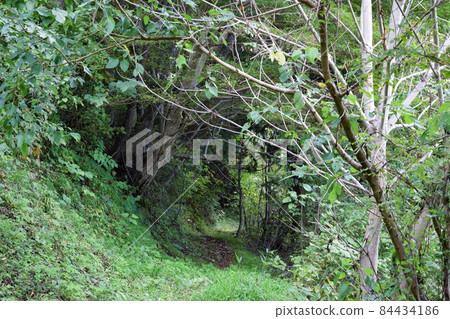 Tunnel in the forest Tunnel in the forest 84434186
