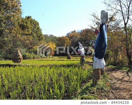 Cultivation experience Rice field scarecrow Cultivation experience Rice field scarecrow 84434228