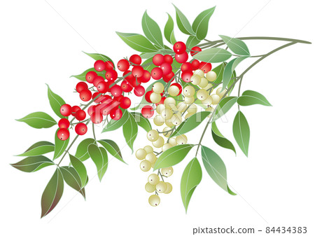 Winter tradition: red and white southern sky 84434383