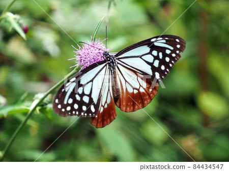 與Cirsium japonicum一起旅行的栗虎 84434547