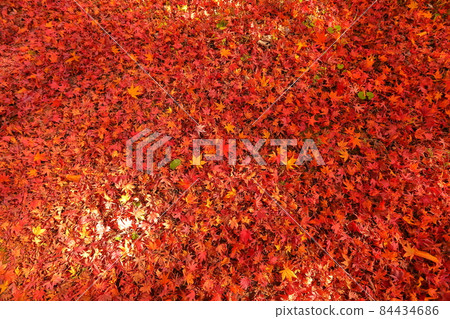 山梨縣富士吉田市上吉田，桂川上的二條瀑布，金山瀑布周圍的紅葉和落葉 84434686