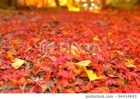 山梨縣富士吉田市上吉田,桂川上的二條瀑布,金山瀑布周圍的紅葉和落葉 山梨縣富士吉田市上吉田,桂川上的二條瀑布,金山瀑布周圍的紅葉和落葉 84434693