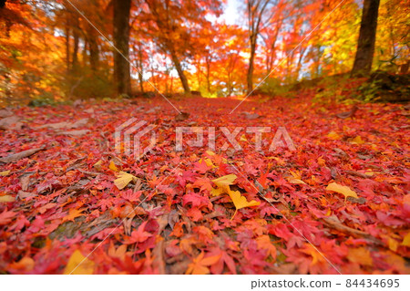 山梨縣富士吉田市上吉田，桂川上的二條瀑布，金山瀑布周圍的紅葉和落葉 84434695