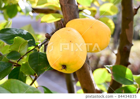 Yellow quince fruit 84434835