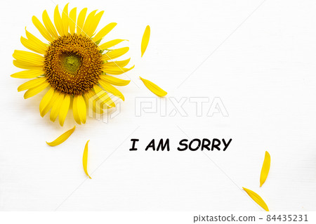 i am sorry message card with yellow flowers sunflowers  84435231