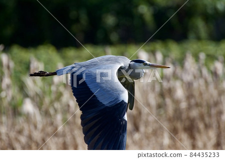 Gray heron heron / Japan 84435233