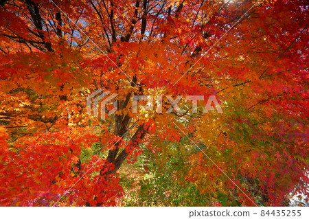 Kamiyoshida, Fujiyoshida City, Yamanashi Prefecture Autumn leaves around Kaneyama Falls, Nijo Falls over the Katsura River Kamiyoshida, Fujiyoshida City, Yamanashi Prefecture Autumn leaves around Kaneyama Falls, Nijo Falls over the Katsura River 84435255