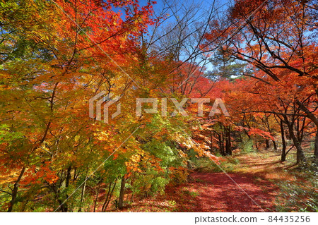 山梨縣富士吉田市上吉田 金山瀑布周圍的秋葉,桂川上的二條瀑布 山梨縣富士吉田市上吉田 金山瀑布周圍的秋葉,桂川上的二條瀑布 84435256