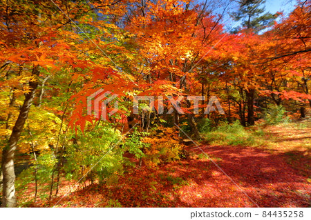 山梨縣富士吉田市上吉田 金山瀑布周圍的秋葉，桂川上的二條瀑布 84435258