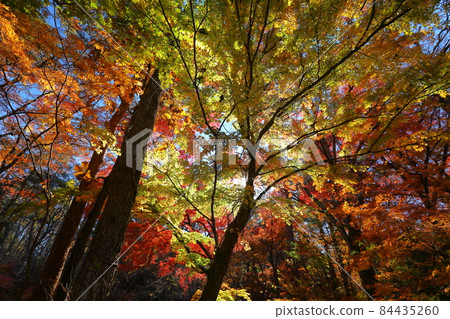 Kamiyoshida, Fujiyoshida City, Yamanashi Prefecture Autumn leaves around Kaneyama Falls, Nijo Falls over the Katsura River 84435260