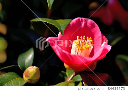 Bright red camellia Bright red camellia 84435373