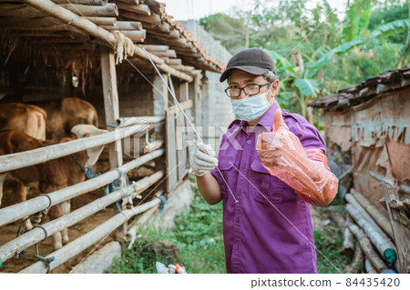 veterinarians are preparing the tools for artificial insemination of cow. 84435420