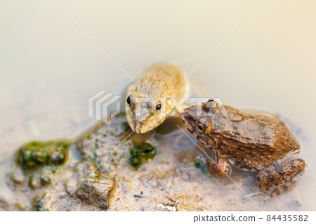 Tadpole Small in water 84435582