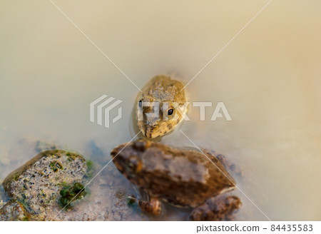 Tadpole Small in water Tadpole Small in water 84435583