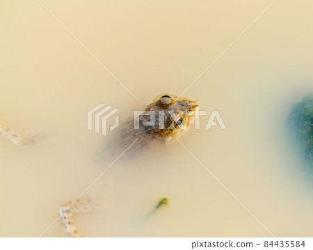 Tadpole Small in water Tadpole Small in water 84435584