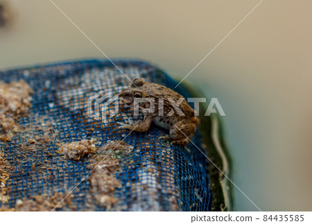 Tadpole Small in water Tadpole Small in water 84435585