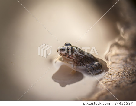 Tadpole Small in water Tadpole Small in water 84435587