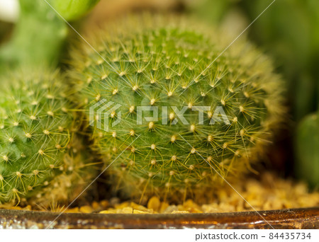 Cactus thorns beautiful closeup Cactus thorns beautiful closeup 84435734