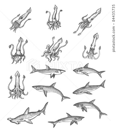 Squids, sharks and hammerhead shark animal vector sketches, ancient map design elements. Vintage hand drawn deep sea monsters with engraved tentacles, tails and fins, isolated underwater predators 84435735