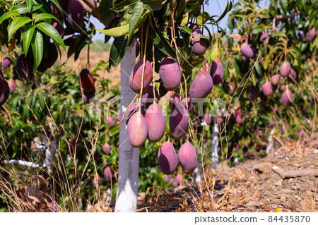 Ripe purple mangoes hanging on tree branches in garden Ripe purple mangoes hanging on tree branches in garden 84435870