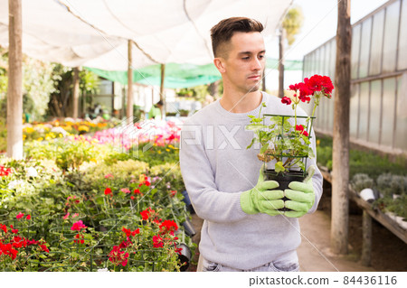 Young florist cultivating potted geranium 84436116