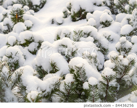 Green young pine trees covered in white snow. 84436256
