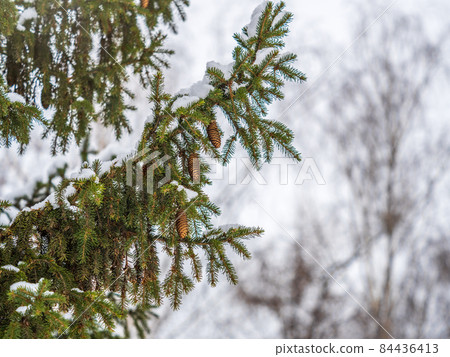 Green spruce branches in winter with cones covered with snow. Green spruce branches in winter with cones covered with snow. 84436413