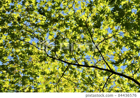 Dense green maple up 84436576