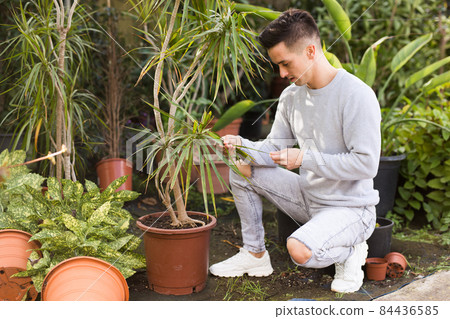 Young gardener checking Dracaena 84436585