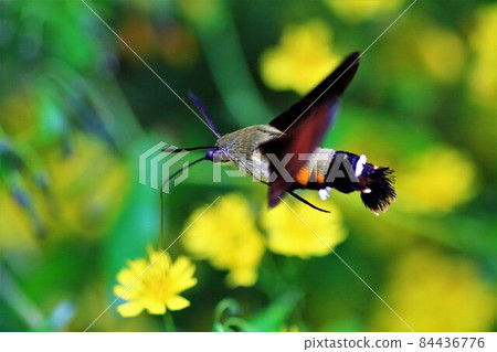 Himekurohojak 和 Youngia denticulata 蛾 Komagane 高原 84436776