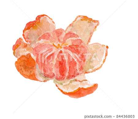去皮橙子的水彩插圖 84436803